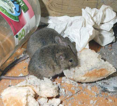Домовые мыши питаются