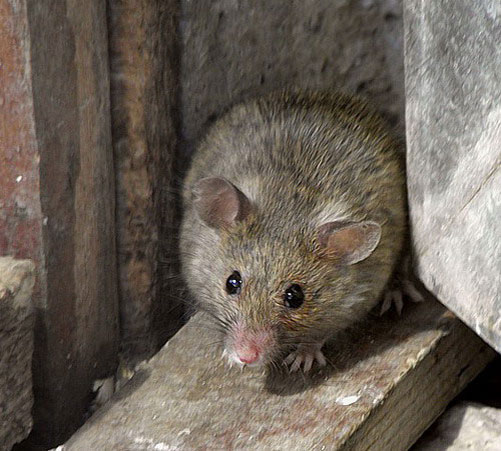Домовая мышь в тёмном углу