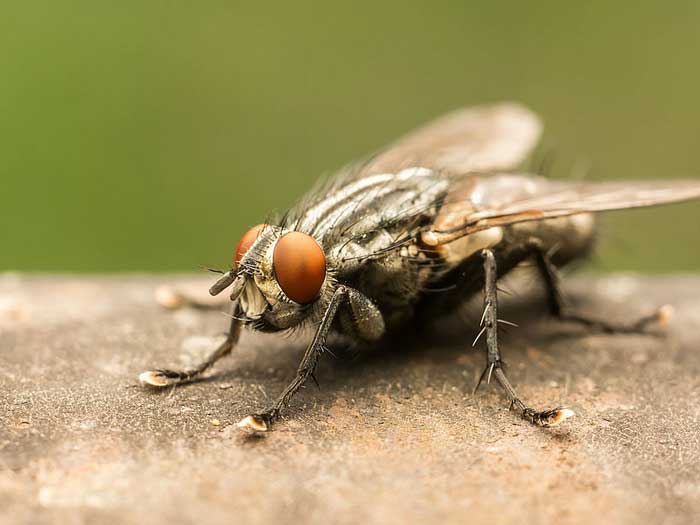 Комнатная муха - внешний вид