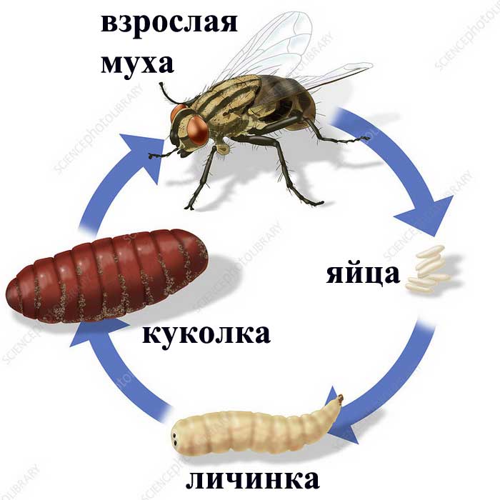 Изображение жизненного цикла комнатной мухи