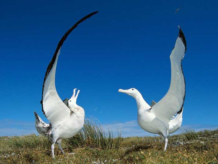 Танец альбатросов