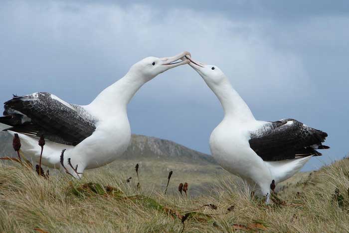 Альбатросы целуются