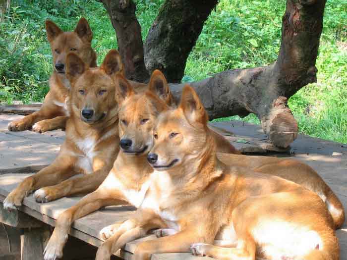 Группа собак динго