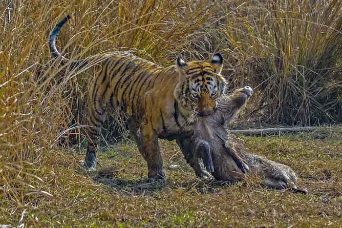 Тигр и убитый олень