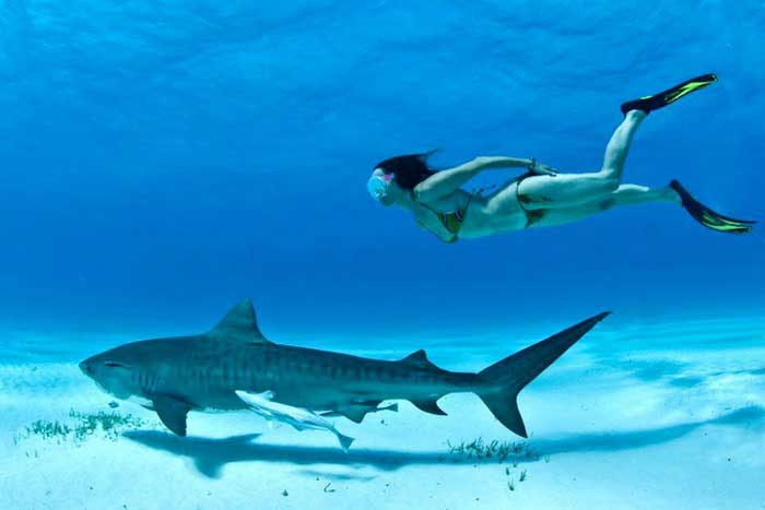 С какой скоростью плавают акулы