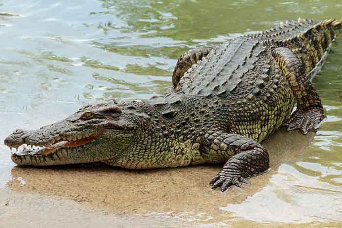 Крокодил у воды