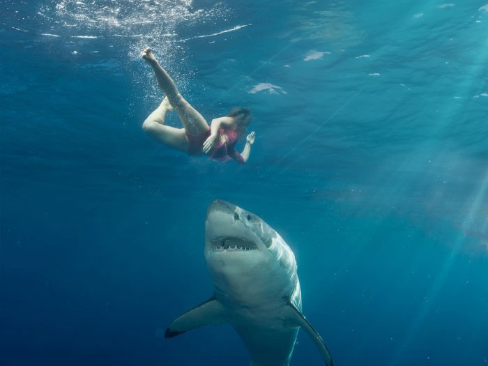 Где и как нападают акулы
