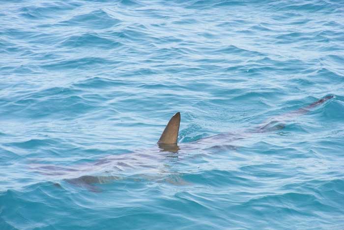 Плавник акулы торчит из воды