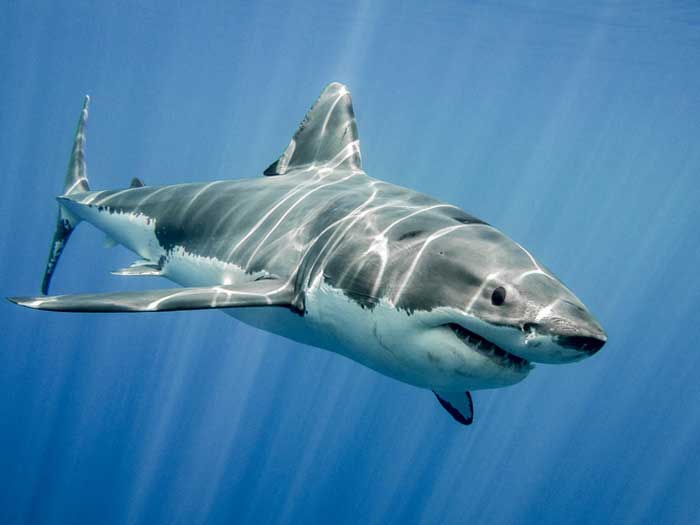 Как избежать нападения акулы