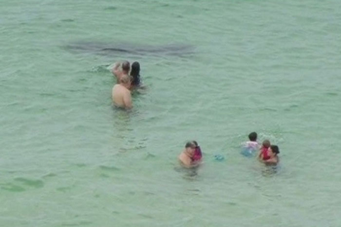 Люди рядом с акулой