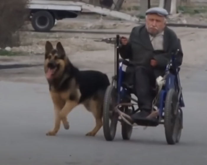 Собака и инвалид