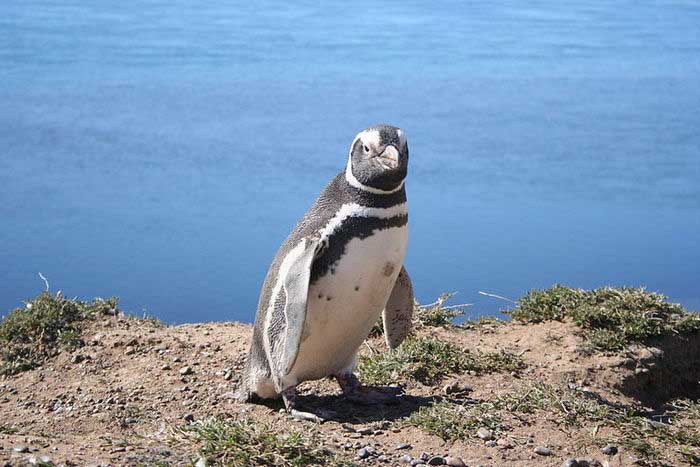 Пингвин Гумбольдта - внешний вид