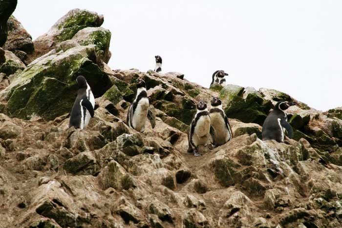 Пингвины Гумбольдта на скалах