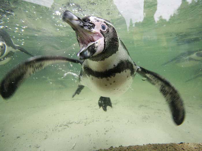 Пингвин Гумбольдта под водой