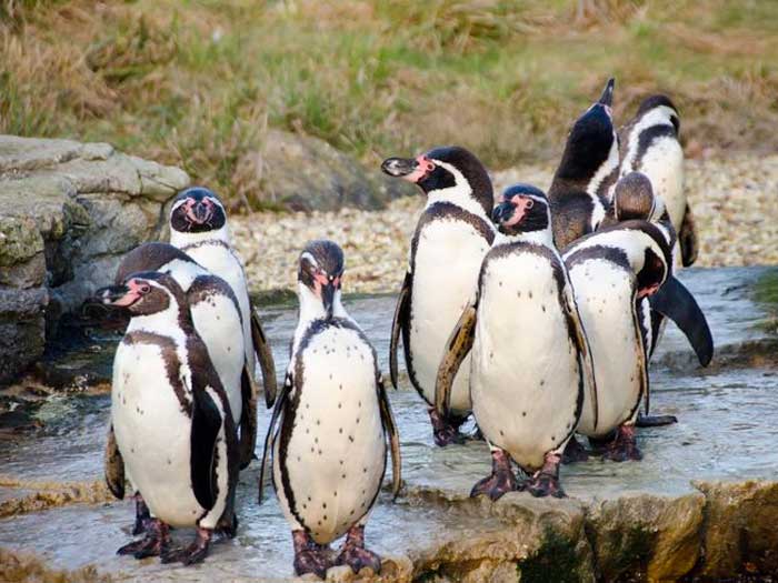 Несколько пингвинов Гумбольдта