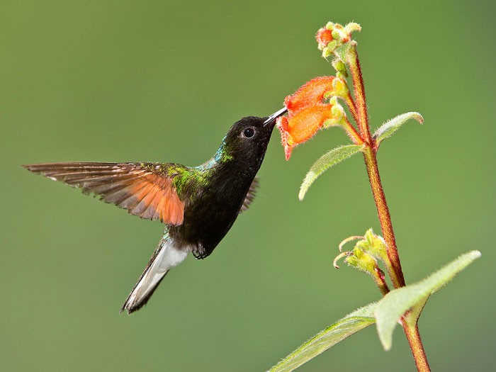 Колибри пьёт нектар