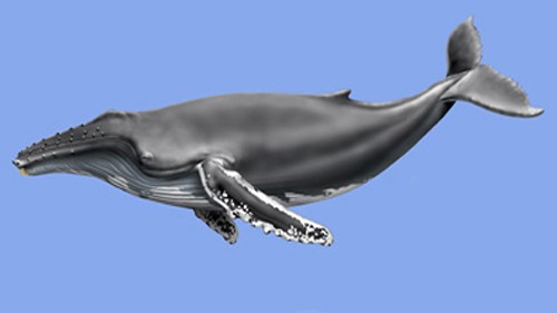 Горбач (горбатый кит) внешний вид