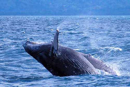 Горбатый кит выныривает из воды