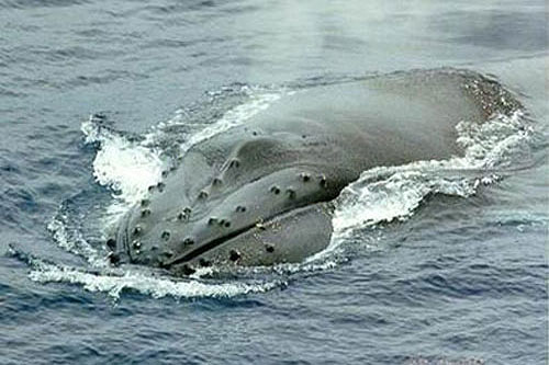 Горбатый кит на морской поверхности