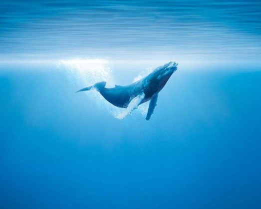 Горбач (горбатый кит) в океане