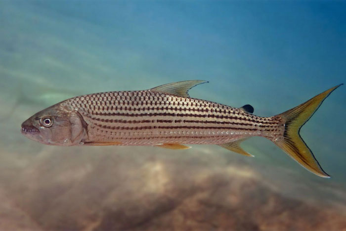 Большая тигровая рыба, описание, фото