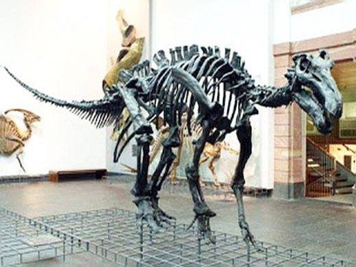 Скелет игуанодона в музее