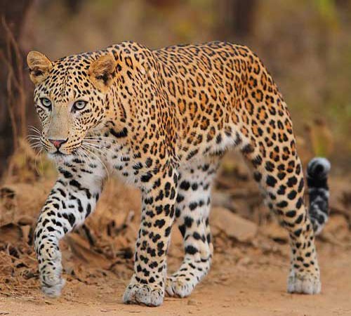 Внешний вид индийского леопарда