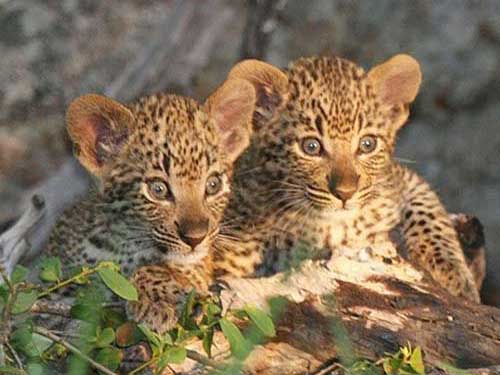 Два детёныша леопарда
