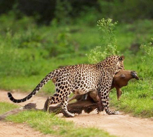 Леопард поймал добычу