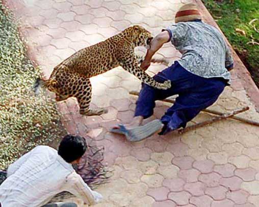 Леопард напал на человека