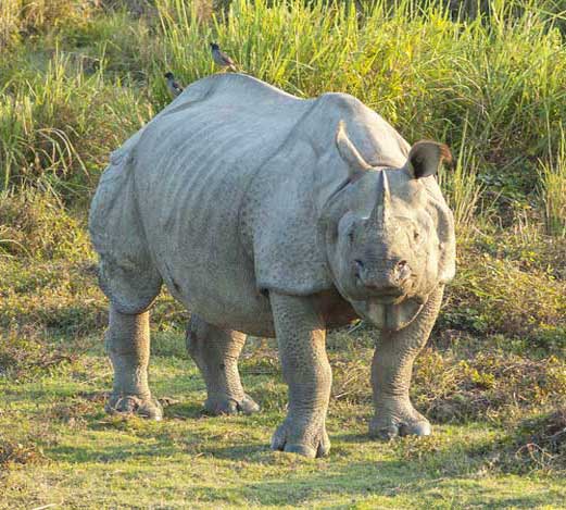 Внешний вид индийского носорога