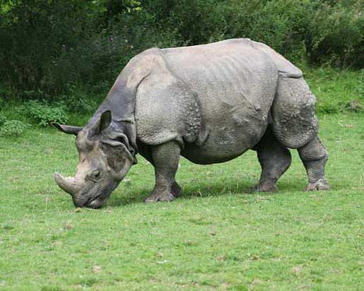 Носорог щиплет траву
