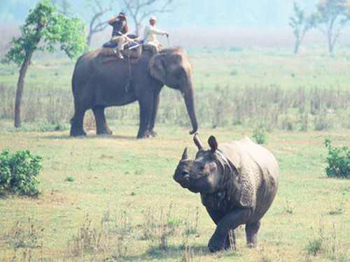 Индийский носорог и слон с людьми на спине