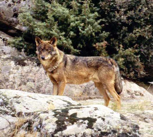 Индийский волк, фото