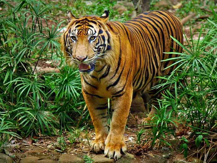 Индокитайский тигр - внешний вид