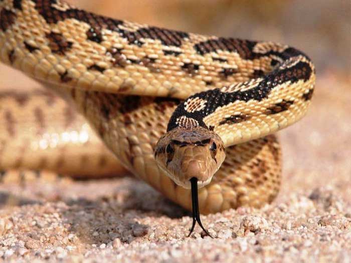 Змея и её язык