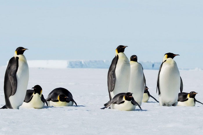 Пингвины на снегу