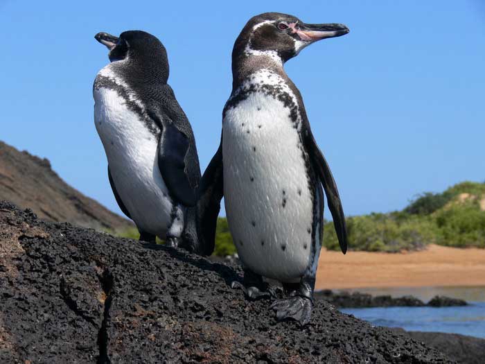 Пингвины на земле