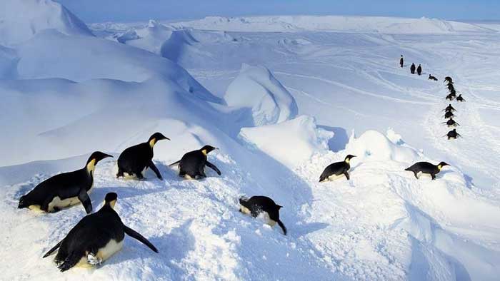 Перемещение пингвинов зимой