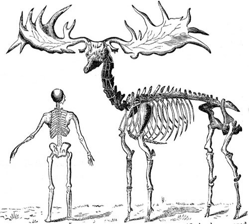 Скелеты большерогого оленя и человека