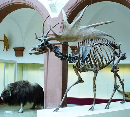 Скелет большерогого оленя в музее