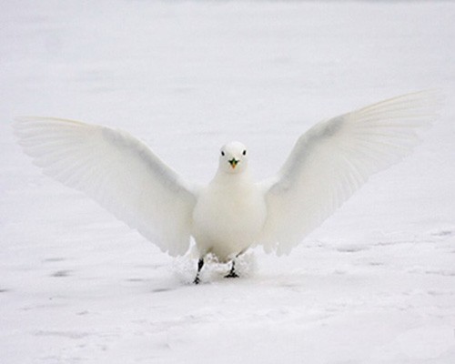 Крылья белой чайки