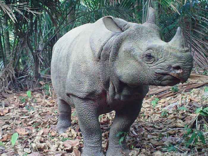 Яванский носорог - внешний вид