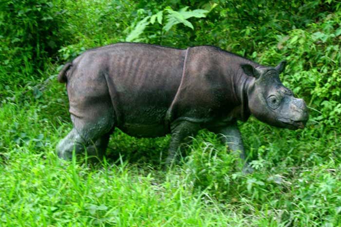 Яванский носорог и растительность