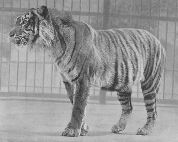 Яванский тигр - внешний вид