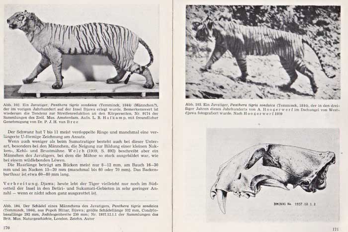 Статья о яванском тигре