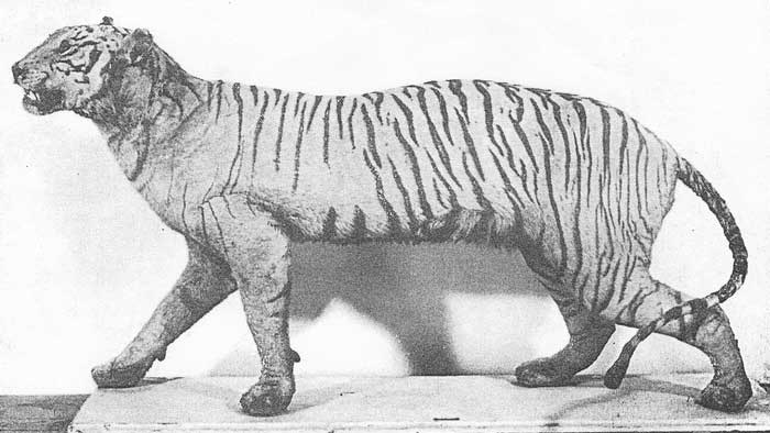 Чучело яванского тигра