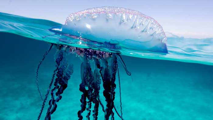 Медуза у поверхности воды