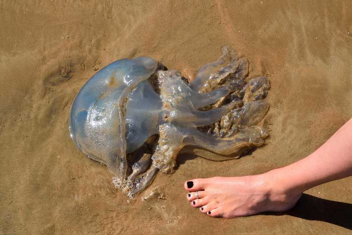 Мёртвая медуза на берегу