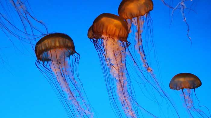 Несколько медуз